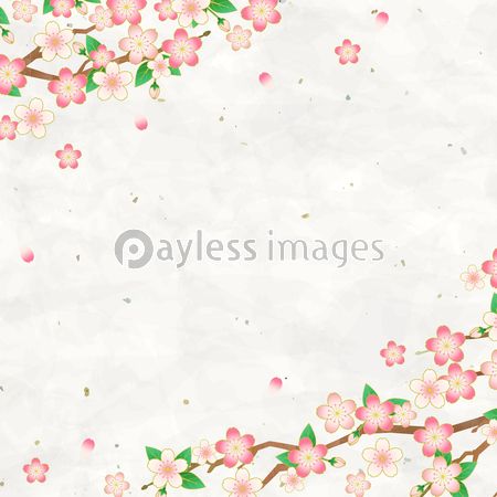 満開の桜と和紙の背景素材、ベクターイラストフレーム / 正方形
