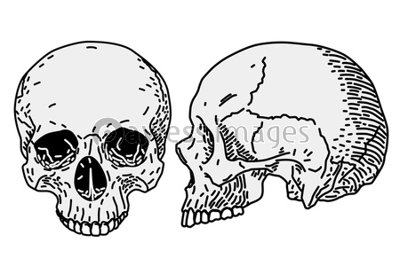 ガイコツ ベクターイラスト 商用利用可能な写真素材 イラスト素材ならストックフォトの定額制ペイレスイメージズ