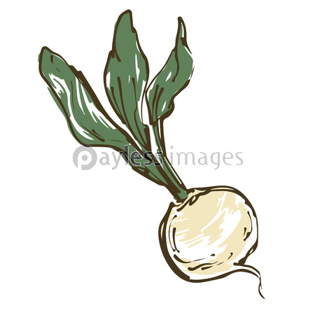 カブ 野菜の手描きスケッチイラスト ストックフォトの定額制ペイレスイメージズ
