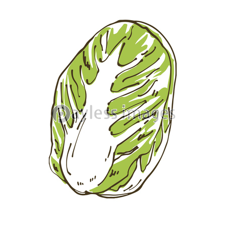 白菜 野菜の手描きスケッチイラスト 商用利用可能な写真素材 イラスト素材ならストックフォトの定額制ペイレスイメージズ