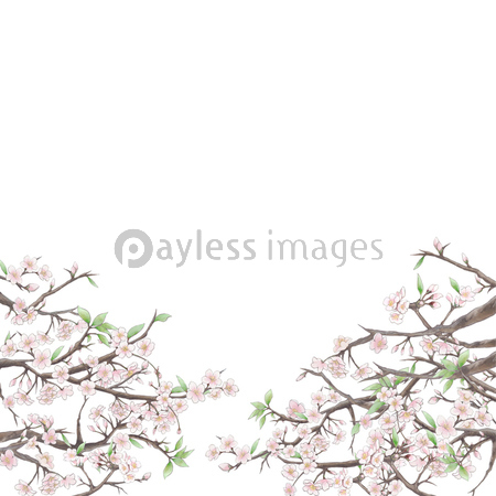 桜の背景イラスト3 白背景 商用利用可能な写真素材 イラスト素材ならストックフォトの定額制ペイレスイメージズ