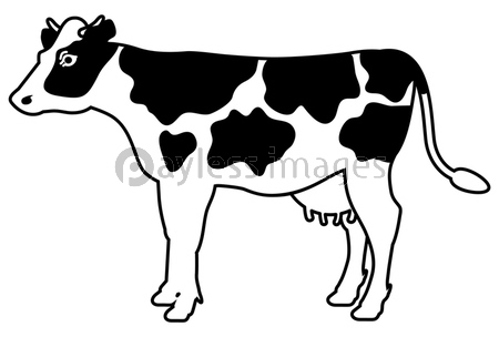 白黒模様のある牛の全身イラスト 横向き 商用利用可能な写真素材 イラスト素材ならストックフォトの定額制ペイレスイメージズ