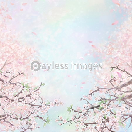 桜の並木背景イラスト1 カラー背景 商用利用可能な写真素材 イラスト素材ならストックフォトの定額制ペイレスイメージズ