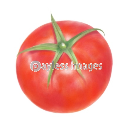 トマトのイラスト 鉛筆画風 ストックフォトの定額制ペイレスイメージズ