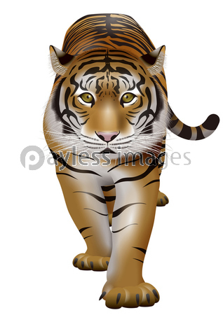 虎のイラスト 商用利用可能な写真素材 イラスト素材ならストックフォトの定額制ペイレスイメージズ