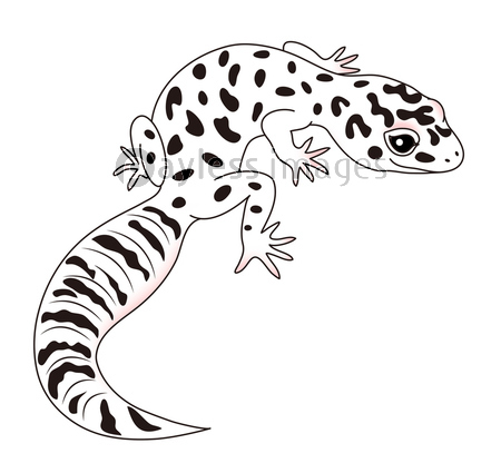 お洒落な爬虫類 レオパードゲッコー ヒョウモントカゲモドキ マックスノー イラスト Stylish reptile, leopard geckos,  leopard lizard, Mack Snow, Illustration. -  商用利用可能な写真素材・イラスト素材ならストックフォトの定額制ペイレスイメージズ