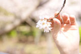 桜の花を持つ女子高生の手元