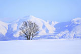 雪原の木と十勝岳連峰
