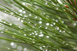 Macro+Image+of+Water+Drops+on+Pine+Needles