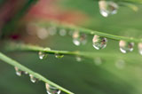 Macro+Image+of+Water+Drops+on+Pine+Needles