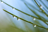 Macro+Image+of+Water+Drops+on+Pine+Needles