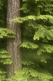 Tree+in+Lush+Green+Forest