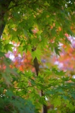 宮ヶ瀬湖の森林で色づく楓の葉
