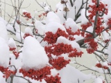 雪と赤い実