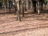 林のイメージ