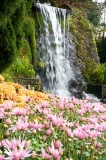 滝と花