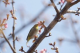 立春寒桜の花とメジロ
