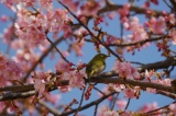 立春寒桜の花とメジロ