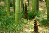 筍と竹林
