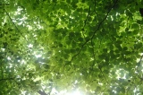 緑の葉の環境イメージ