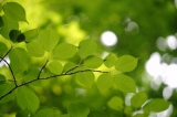 緑の葉のエコイメージ