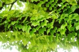 緑色のツタの葉