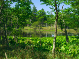 知床五湖　湖畔の風景