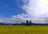 会津盆地の田んぼ風景