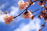 蜂須賀桜と青空