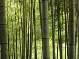 竹、竹林