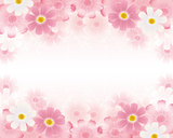Autumn background with cosmos flowers