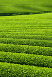 美しい茶畑