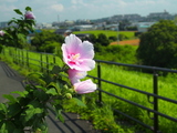 夏の江戸川土手に咲くピンクの木槿の花