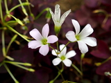 オキザリス・トリアングラリスの花